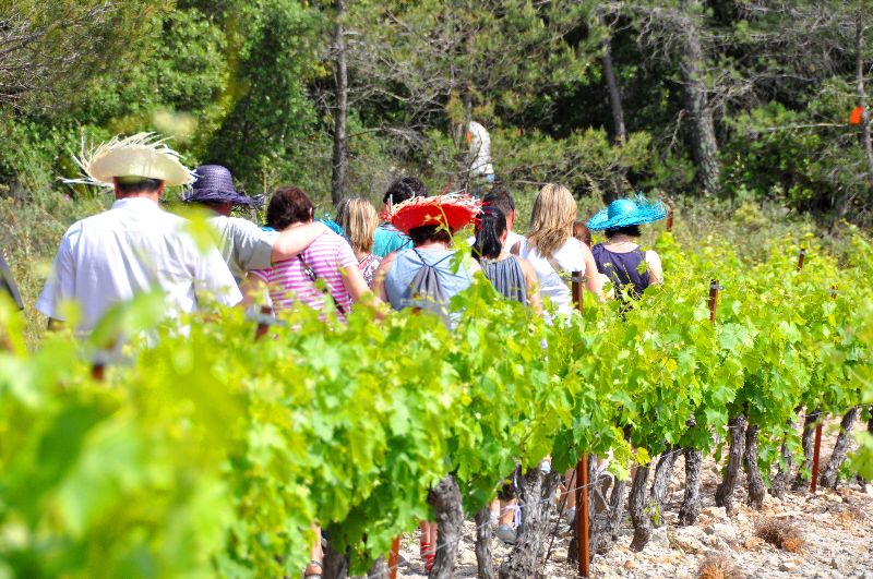 Illustration de l’expérience Balade vigneronne
